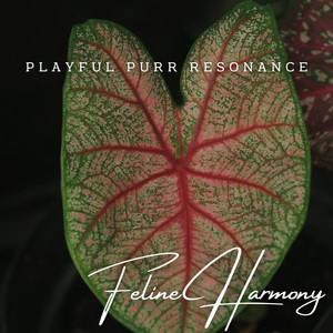 Contented Catnap Interlude