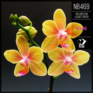 Mirage (Original Mix)