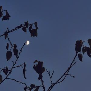 Shiloh Dynasty-C̶r̶y̶ ̶L̶o̶v̶e̶（Kirin2 remix）