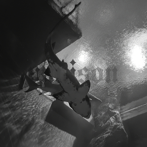 รอลงอาญา