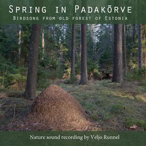 Stock dove, Eurasian wren and chaffinch