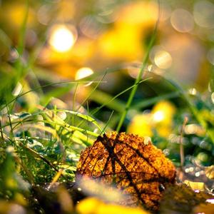 fallen leaves