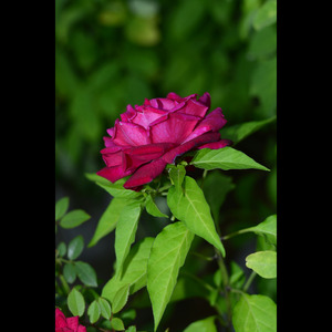 Unu Hangkan Limayu Hulah Aku