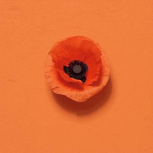 Papaver