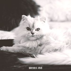 柔和的小猫时刻