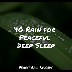 Forest, Evening, Calm, Birds