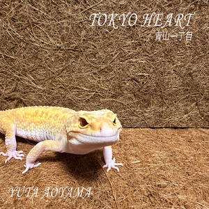 TOKYO HEART 青山一丁目
