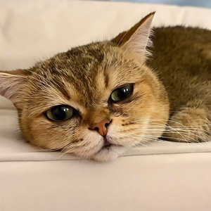 下辈子我想做只猫