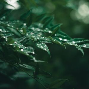 第一个清晨 (放松曲)