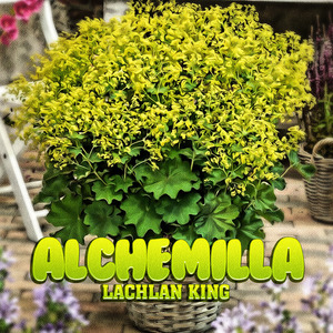Alchemilla