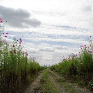 Song Before You Came