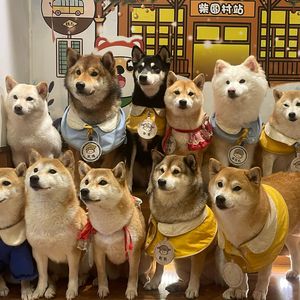 迷宫（Cover step.jad依加）