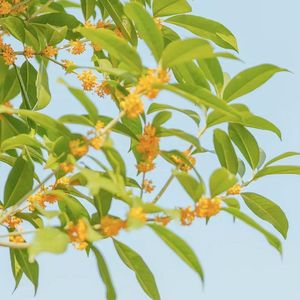 桂花 prod by莲L1aN17999