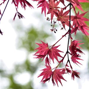 夜空中最亮的星