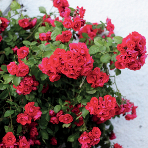 When the World Ends (I Want to be with You)