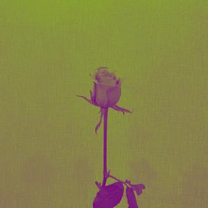 「free」零-落