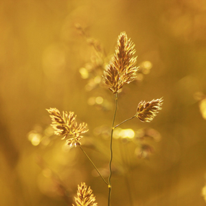 瑞德-memory（火车 remix）