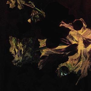 Silphium