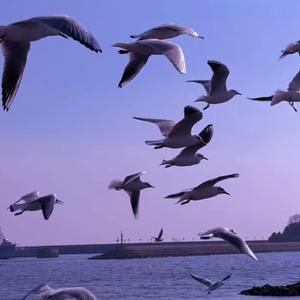 Letting Go（女生治愈版）