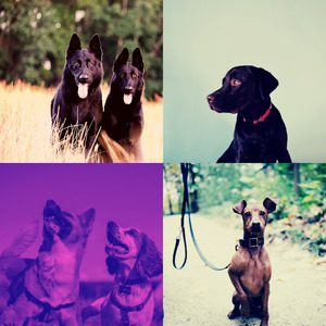 柔和的可爱的狗时刻