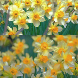 浮躁的花 躁动的叶#吉他旋律#