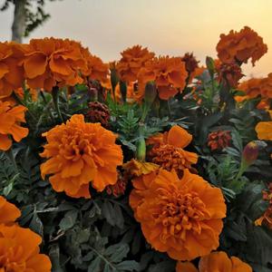 还是分开（说唱改编）（翻自 王巨星）