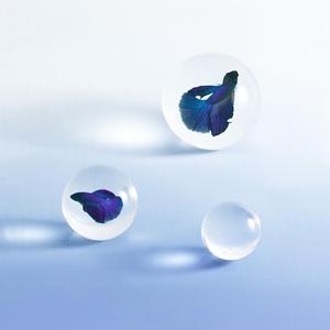 半醒 (Studio Live)