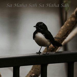 Sa Haha Sah Sa Haha Sah