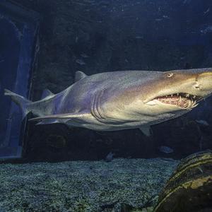 传奇Cover：王菲