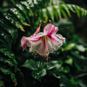 True Love Knows No Night Rain