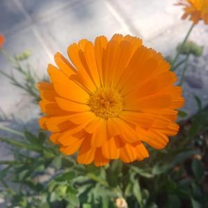 Bienvenido sea el fuego