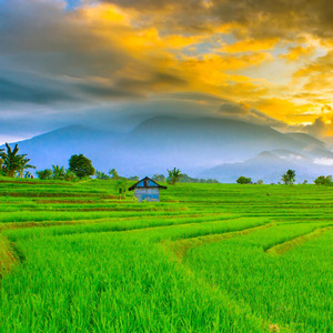 Qorrib Minni X Albi Nadak