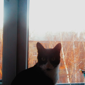 Кошка