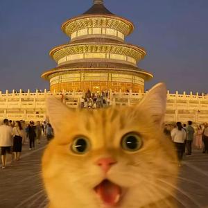 哈基米- 曼波偷西瓜