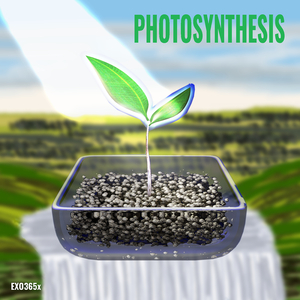 Photosynthesis