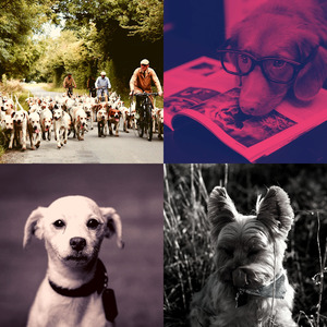 一尘不染小狗印象数