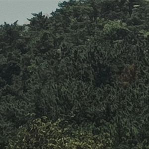 森林 ft_prod by lil Hank