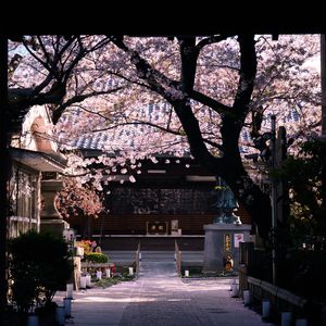 幽月夙愿 ～ Forgotten Vow