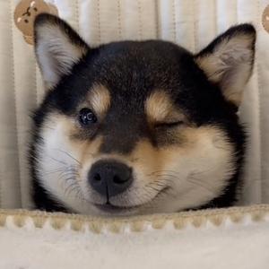 狗儿要听狗儿歌.mp3