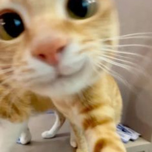 Millionaire's Wife (slowed)