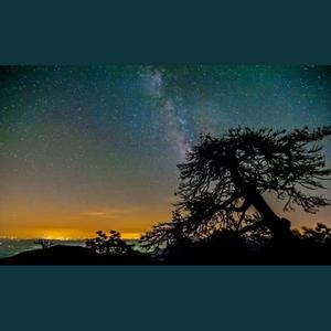 梧桐树下的思念