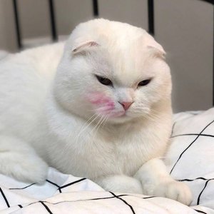 蠢货（翻自 喻言）