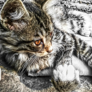 Meghna Mishra-神秘巨星（黄锦鹏/毛大宝 Remix）