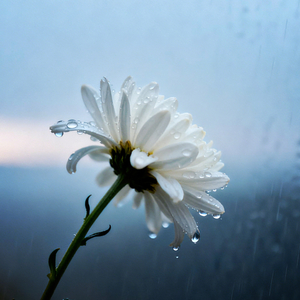 想你时一朵泪一朵花（先行版）