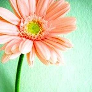 桂花开了
