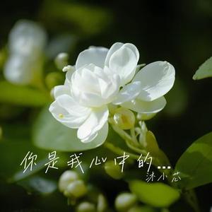 爱你不会改变
