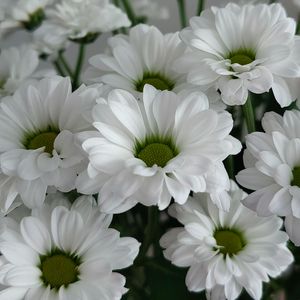 Сентиментальная мелодия