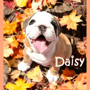 Daisy