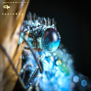Space Fly