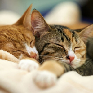 晚安曲(●'◡'●)ﾉ♥